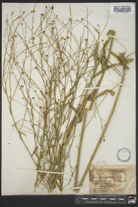 Boltonia diffusa image