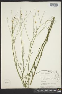 Boltonia diffusa image