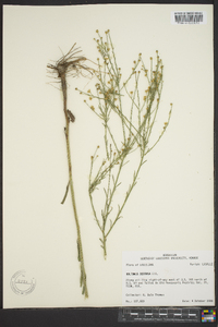 Boltonia diffusa image