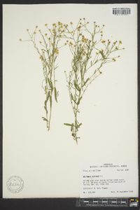 Boltonia diffusa image