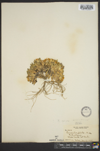 Townsendia glabella image