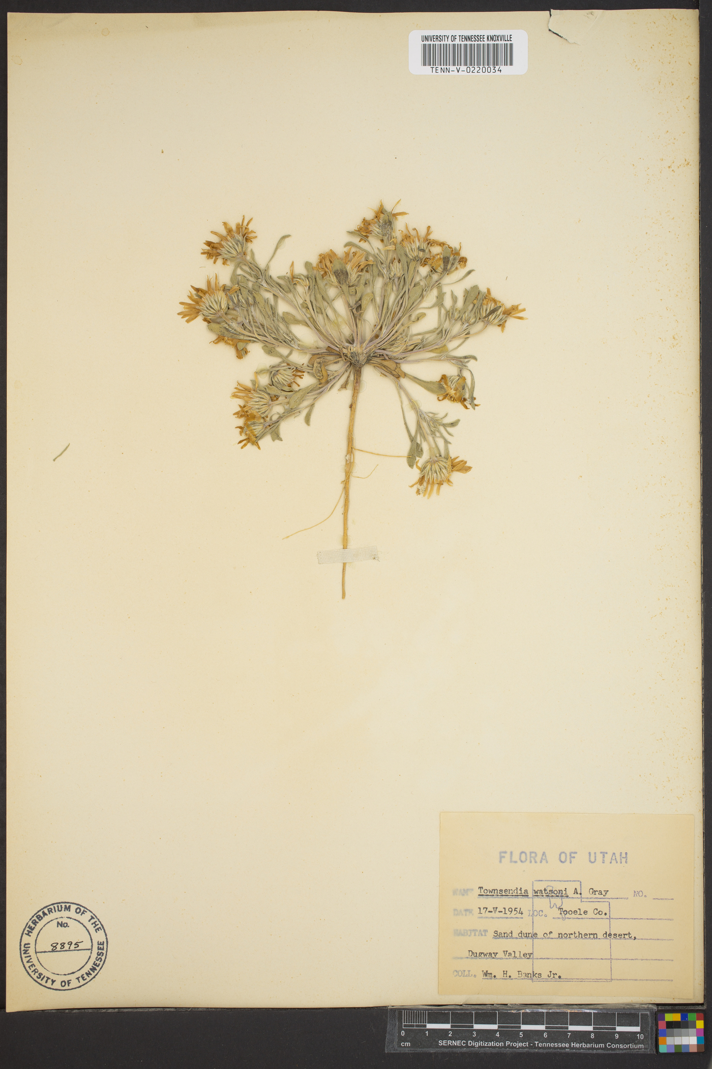 Townsendia florifer image