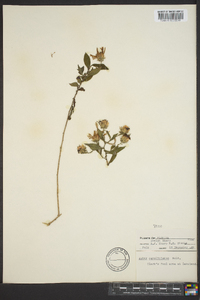 Aster carolinianus image