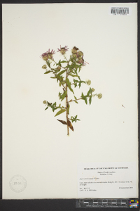 Aster carolinianus image