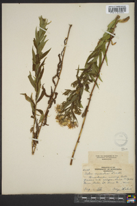 Canadanthus modestus image