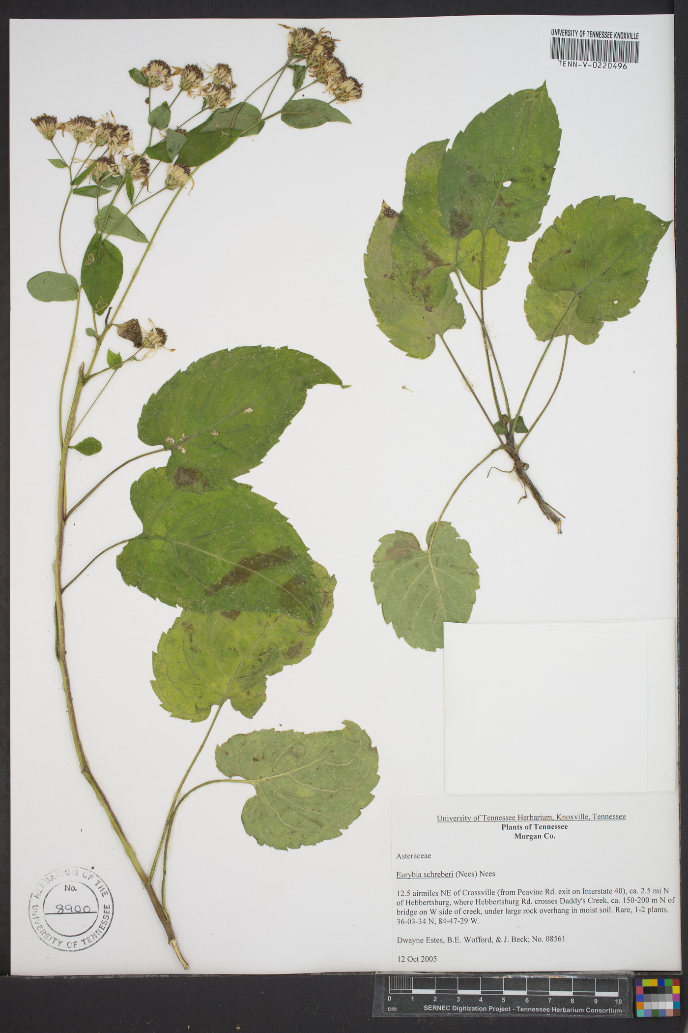 Eurybia schreberi image
