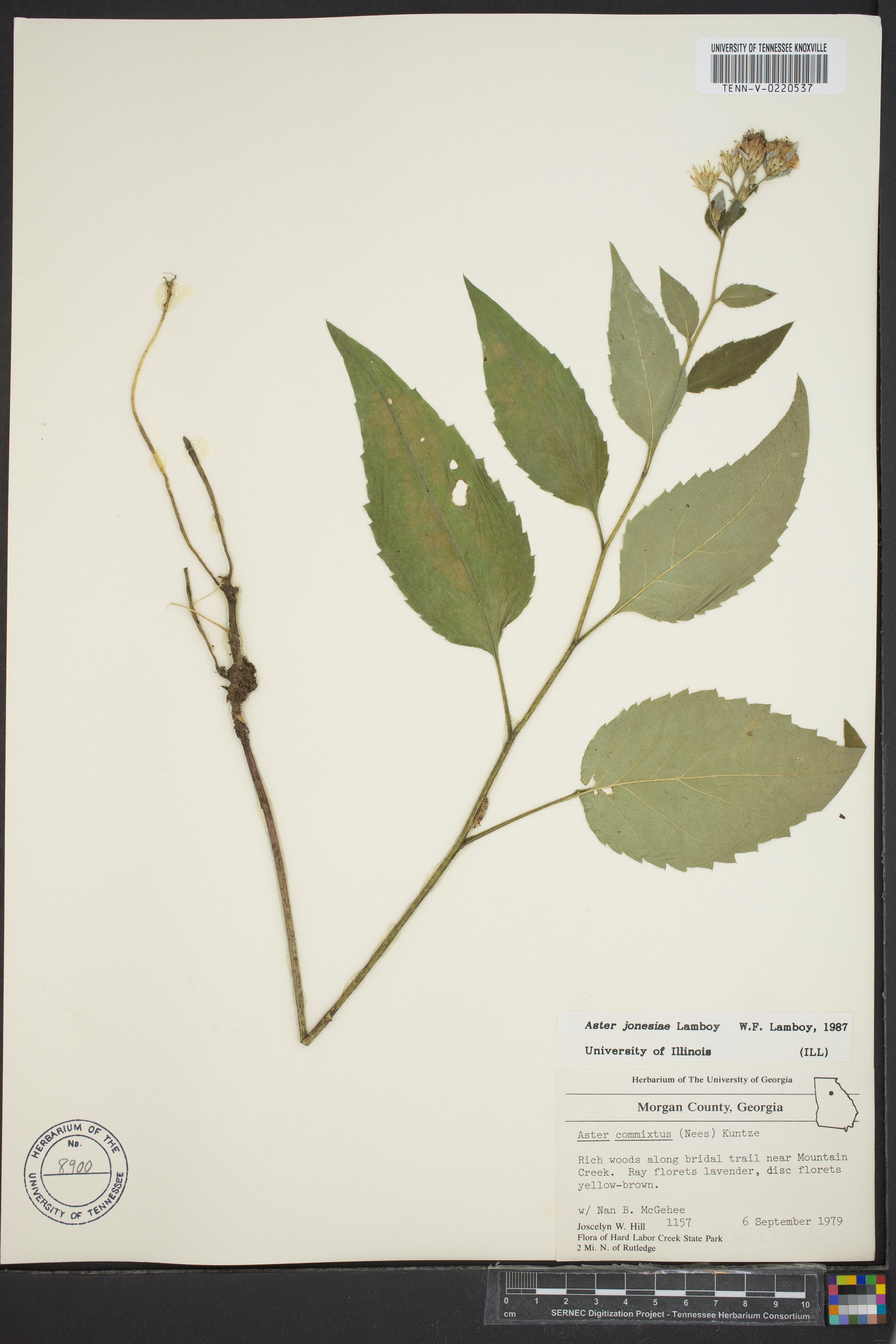 Eurybia jonesiae image