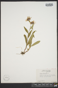 Aster sibiricus image