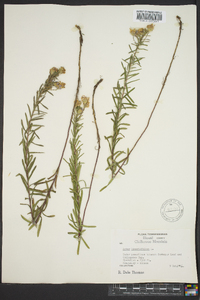 Ionactis linariifolia image