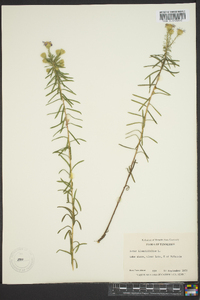 Ionactis linariifolia image