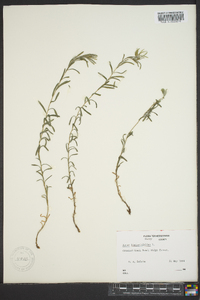 Ionactis linariifolia image