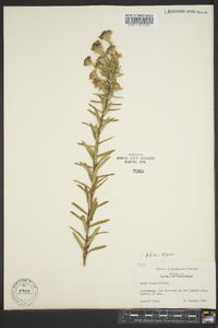 Ionactis linariifolia image