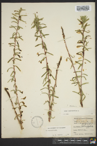 Ionactis linariifolia image