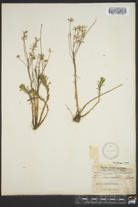 Ionactis linariifolia image