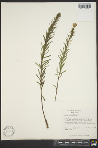 Ionactis linariifolia image