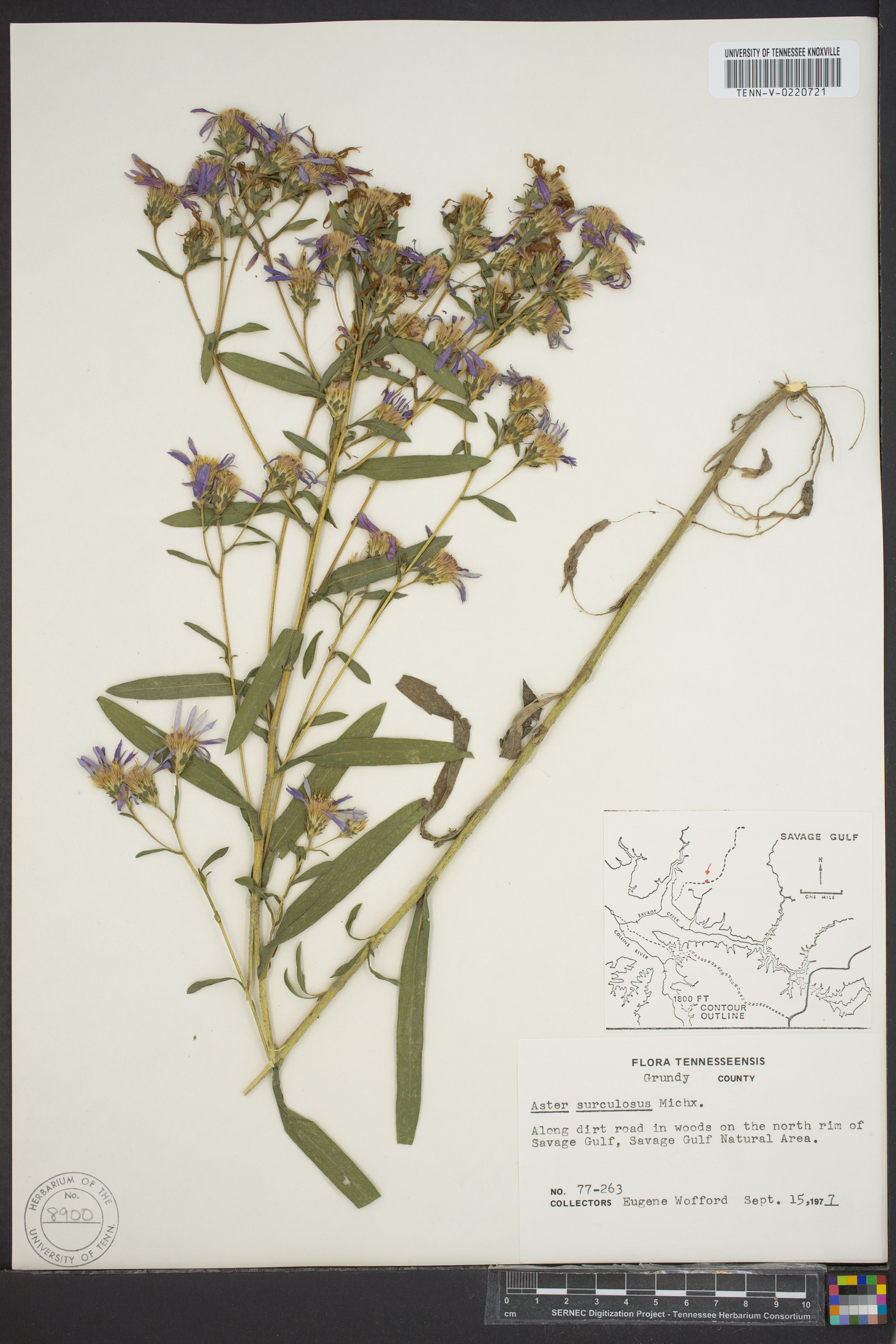 Eurybia surculosa image