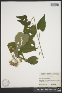 Aster chlorolepis image