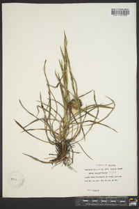Eurybia eryngiifolia image