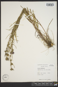 Aster hemisphericus image