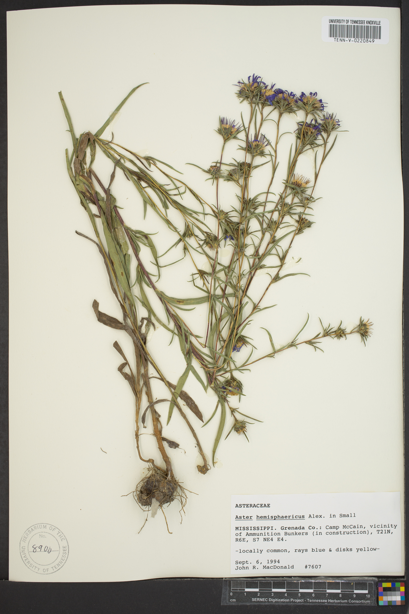 Aster hemisphericus image