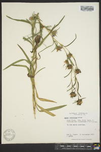 Aster hemisphericus image