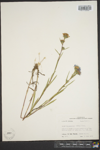 Aster hemisphericus image