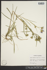 Aster hemisphericus image