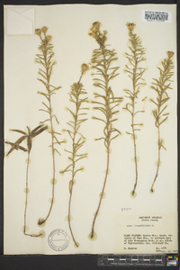 Ionactis linariifolia image