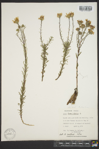 Ionactis linariifolia image