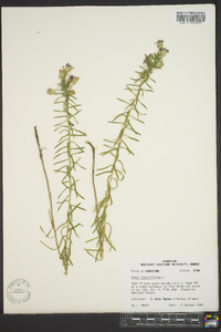 Ionactis linariifolia image