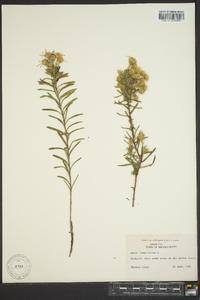 Ionactis linariifolia image