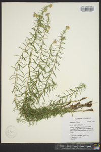 Ionactis linariifolia image