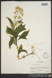 Oclemena acuminata image