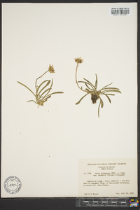 Oreostemma alpigenum var. haydenii image