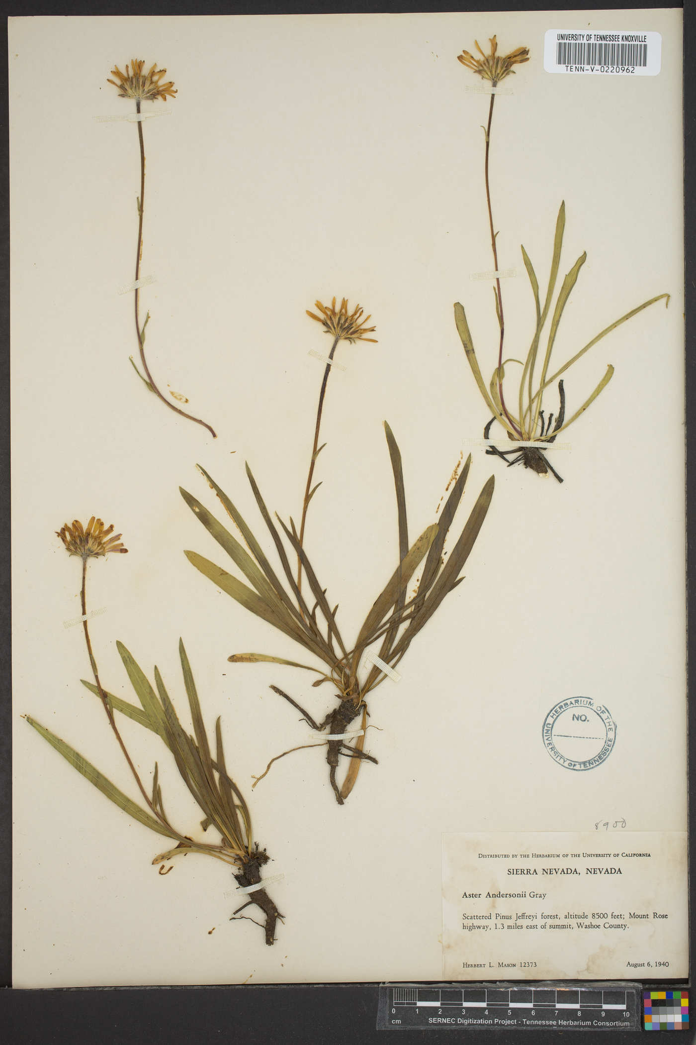 Aster andersonii image