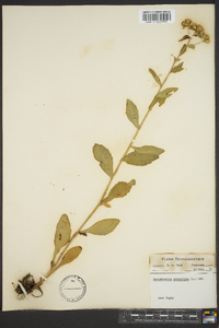 Sericocarpus asteroides image