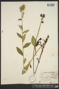 Sericocarpus asteroides image