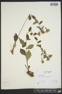 Sericocarpus asteroides image