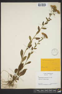 Sericocarpus asteroides image