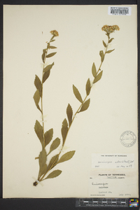 Sericocarpus asteroides image