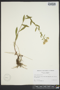 Sericocarpus asteroides image