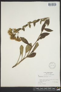 Sericocarpus asteroides image