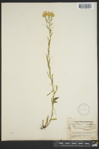 Sericocarpus linifolius image