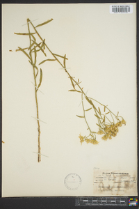 Sericocarpus linifolius image