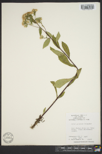 Sericocarpus asteroides image