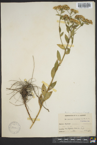 Sericocarpus asteroides image