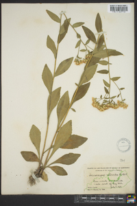 Sericocarpus asteroides image