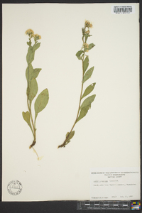 Sericocarpus asteroides image