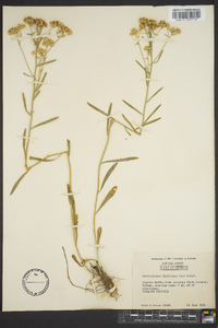 Sericocarpus linifolius image