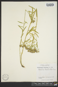 Sericocarpus linifolius image